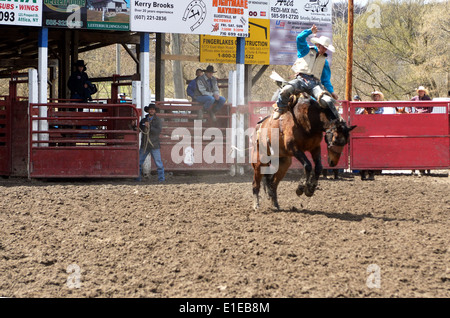 Fahrer hängt an bucking Horse in High School Rodeo in Attika NY. Stockfoto