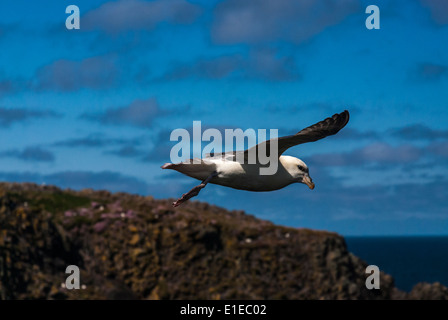 Eine Fulmar (Fulmarus Cyclopoida) in den Wind hängen Stockfoto