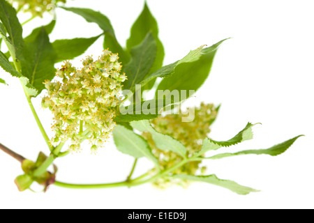 roten Holunderblüten sind Forning Beeren isoliert auf weiss Stockfoto