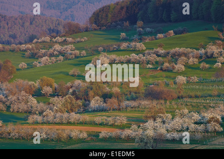 Kirschbaum Blüte im Frühjahr Stockfoto