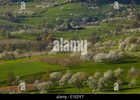 Kirschbaum Blüte im Frühjahr Stockfoto