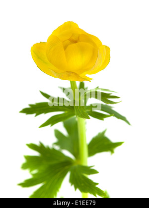 Trollblume Europaeus isoliert Stockfoto