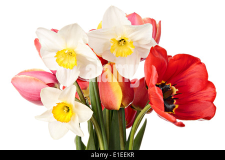 Blumen. Bouquet von Tulpen und Narzissen, isoliert auf weiss Stockfoto