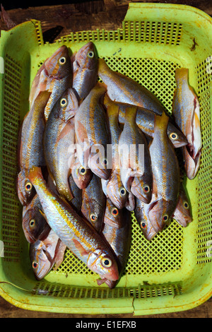 Fangfrischen Red Snapper Fisch zum Verkauf auf dem Kai am St. George, Grenada, Karibik, Ostindien Stockfoto