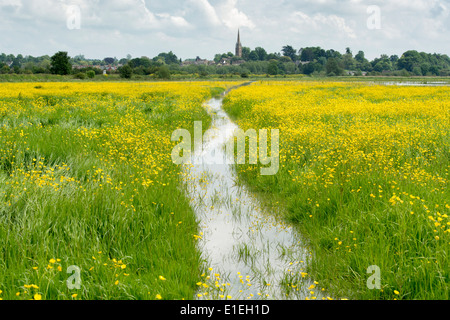 Überfluteten Wildblumen Feld. Könige Sutton, Oxfordshire, England Stockfoto