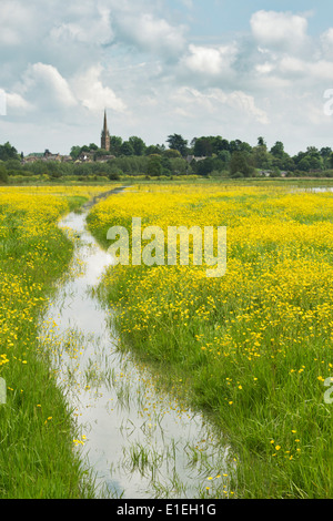 Überfluteten Wildblumen Feld. Könige Sutton, Oxfordshire, England Stockfoto