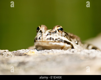 kleiner Teich Frosch am Teich Wand entspannen Stockfoto