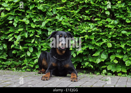 Berger de Beauce Ruede 4 Jahre Liegt Auf Dem Boden Vor Einer Hecke Stockfoto