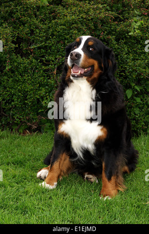 Berner Sennenhund Sitzt Im Garten Stockfoto