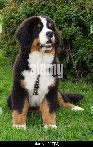 Berner Sennenhund Welpe Sitzt Auf der Wiese Stockfoto