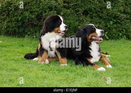 Berner Sennenhund Welpe Rüde Sitzt Neben Liegenden Berner Sennenhund Stockfoto