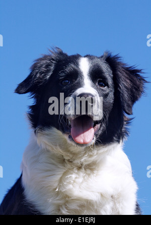 Border Collie Porträt am Blauen Himmel Stockfoto