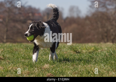 Junger Border Collie Rennt Mit Einem Ball Im Maul Über Die Wiese Stockfoto