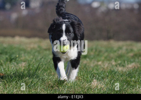 Junger Border Collie Rennt Mit Einem Ball Im Maul Über Die Wiese Stockfoto