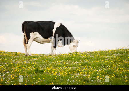 Schwarz / weiß Kühe weiden gegen Himmel auf Wiese mit Butterblumen und Gänseblümchen Stockfoto