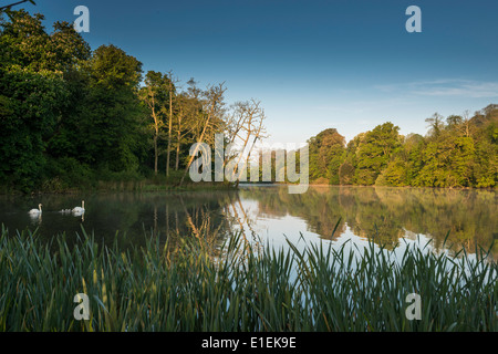 See in der Morgendämmerung mit Schwäne am See inmitten des Landhaushotels in der Nähe von Dorf Brixton, Devon, West Of England UK Stockfoto