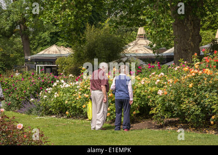 Regents Park, London, UK. 2. Juni 2014. Besucher zum Regents Park sind eine bunte Anzeige im Queen Mary's Rose Garden behandelt. Der Rosengarten ist Londons größte Sammlung von Rosen mit ca. 12.000 Rosen im Garten gepflanzt. Bildnachweis: Patricia Phillips/Alamy Live-Nachrichten Stockfoto