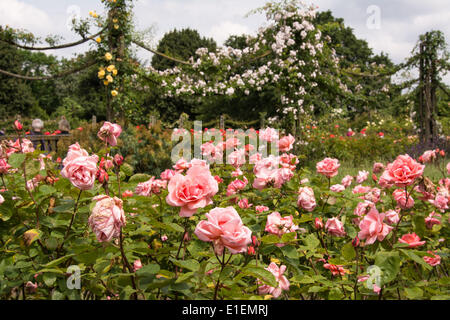 Regents Park, London, UK. 2. Juni 2014. Besucher zum Regents Park sind eine bunte Anzeige im Queen Mary's Rose Garden behandelt. Der Rosengarten ist Londons größte Sammlung von Rosen mit ca. 12.000 Rosen im Garten gepflanzt. Bildnachweis: Patricia Phillips/Alamy Live-Nachrichten Stockfoto