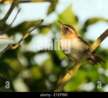 Schilfrohrsänger (Acrocephalus schoenobaenus) Am frühen Morgen Sonne gehockt Stockfoto