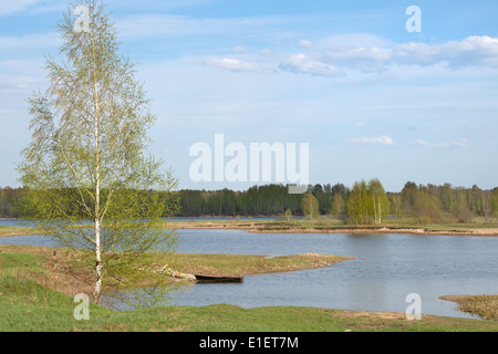 Einsame Birke am Flussufer Stockfoto
