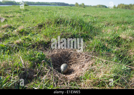 Das Nest der gemeinsamen Möwe (Larus Canus) in freier Wildbahn. Stockfoto