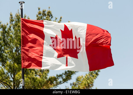 Kanadische Flagge gegen blauen Himmel mit treey im Hintergrund. Stockfoto