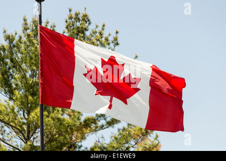 Kanadische Flagge gegen blauen Himmel mit treey im Hintergrund. Stockfoto