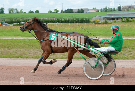 Pferd im Trab, Rennbahn Vire, Calvados, Normandie, Frankreich Stockfoto