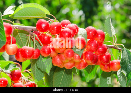 Sonnendurchflutetes Reife weiße rainier Kirsche süße saftige Beere Trauben auf Ast in sonniger Obstgarten Stockfoto