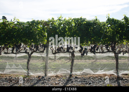 Reben unter Vogel Saldierung bei Te Mata Wine Estate Havalock North in der Hawkes Bay Region Neuseeland Stockfoto