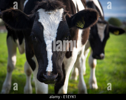 Eine friesische Kuh in die Kamera starrt Stockfoto
