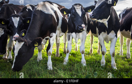 Eine Kuhherde neugierige versammelt in einem englischen Weide Stockfoto