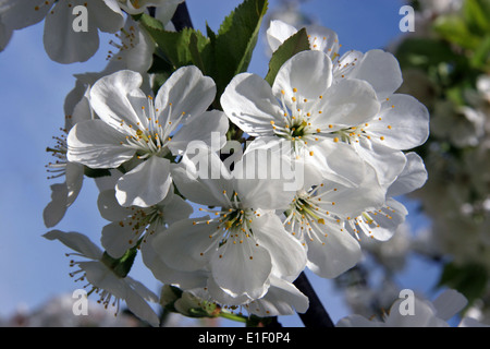 Kirschbaum in voller Blüte. Stockfoto
