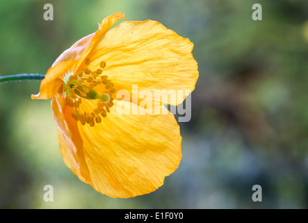 Gelbe oder Welsh Mohn "Meconopsis Cambrica" Stockfoto