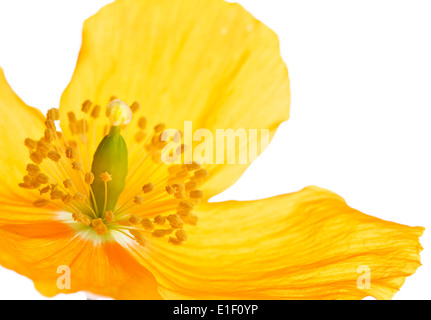 Gelbe oder Welsh Mohn "Meconopsis Cambrica" auf einem weißen Hintergrund Stockfoto