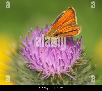 Großen Skipper Schmetterling auf einer wolligen Distel Stockfoto
