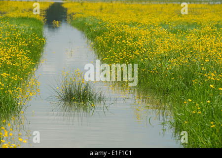 Überfluteten Wildblumen Feld. Könige Sutton, Oxfordshire, England Stockfoto