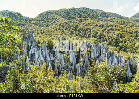 Zinnen, Karstlandschaft, Gunung Mulu Nationalpark in Sarawak, Malaysia Stockfoto