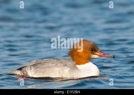 Gänsesäger (Mergus Prototyp) erwachsenes Weibchen Schwimmen im Fahrwasser von Llyn Padarn in Llanberis, Nordwales. Februar. Stockfoto