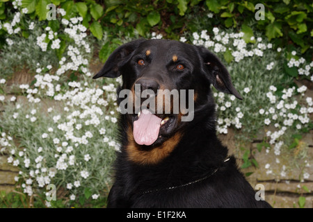 Beauceron Ruede 4 Jahre Portrait Vor Einer Mauer Mit Weißen Blumen Stockfoto