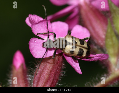 Pachyta Quadrimaculata, ein 4-spotted Licht braun & schwarz europäischen Laubholzbockkäfer. Stockfoto