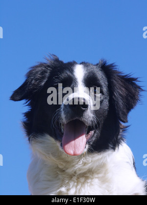 Border Collie Porträt am Blauen Himmel Stockfoto