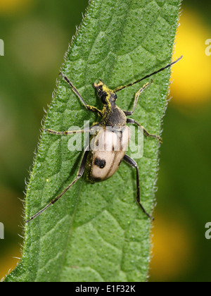 Pachyta Quadrimaculata, ein 4-spotted Licht braun & schwarz europäischen Laubholzbockkäfer, mit gelben Pollen bedeckt Stockfoto