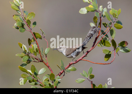 Bewick ´s Wren Thryomanes Bewickii Oracle, Pinal County, Arizona, USA 17 können Erwachsene Troglodytidae Stockfoto