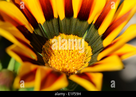 Makro einer gestreiften roten und gelben Gazanien Blüte öffnen in voller Sonne Stockfoto