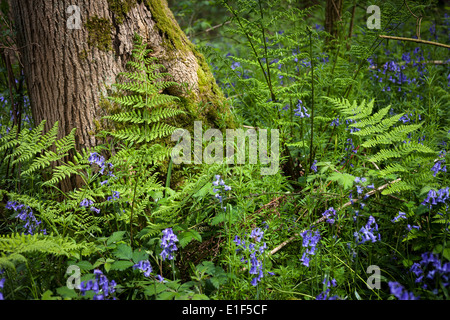 Waldpflanzen auf Basis der Baum im Frühjahr Stockfoto