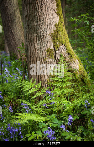 Waldpflanzen auf Basis der Baum im Frühjahr Stockfoto