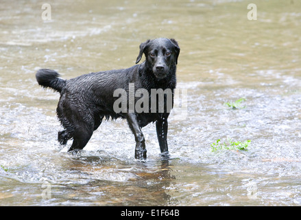 Schwarze Labrador Hund im Flusswasser Stockfoto