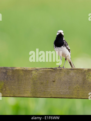 Trauerschnäpper Bachstelze Motacilla Alba gehockt Holzzaun Stockfoto