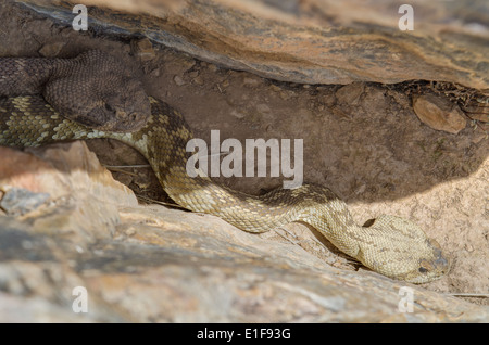 Schwarz-angebundene (Crotalus Ornatus) und Western Diamond-backed (Crotalus Atrox) Klapperschlangen in einer Höhle, Valencia co., NM auslegen. Stockfoto